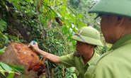 Quảng Trị: Phạt kẻ phá rừng, tiếp tục làm rõ trách nhiệm các bên liên quan