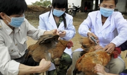 Việt Nam phát hiện ca cúm A/H5N1 trên người sau hơn 8 năm