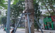 Rà soát toàn thành phố việc bức tử, siết cổ cây xanh