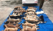 Đi xe con, trộm 38 con chó của người dân ở Quảng Nam