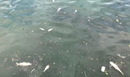 Bất thường cá chết nổi trắng trên mặt hồ Tây