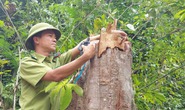 Tối hậu thư của tỉnh Quảng Trị sau thông tin Báo Người Lao Động phản ánh