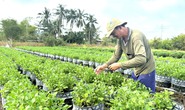 Tất bật cho mùa vụ Tết