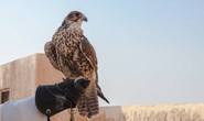 Chim “quý tộc” ở Qatar dự đoán kết quả trận khai mạc World Cup 2022