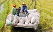 Nông dân lo gạo rớt giá