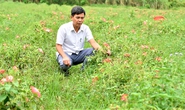 Phục hồi cây sâm báo, thêm cơ hội đổi đời