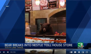 Gấu đột nhập vào tiệm cà phê ở Mỹ trộm bánh ngọt