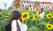 VIDEO: Người dân hào hứng check-in tại vườn hoa hướng dương rộng 12.000m2