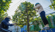 Làng mai Thủ Đức tất bật vào mùa