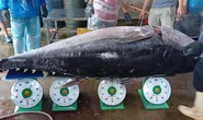 Chuyến biển xuyên Tết, ngư dân Bình Định câu được cá ngừ đại dương khủng