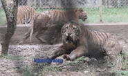 11 con hổ nuôi nhốt trái phép ở Thanh Hóa giờ ra sao?