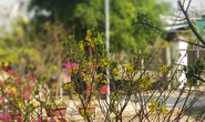 Cuộc thi Bên nhau ngày Tết: Tết ở nhà tôi