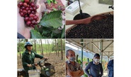 Những nông sản trúng giá giúp nhà nông thắng đậm