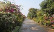 Về làng hoa, cây cảnh lớn nhất khu vực Bắc Miền Trung