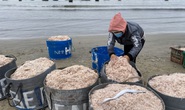 Chùm ảnh: Chợ ruốc sáng sớm trên bãi biển Đà Nẵng