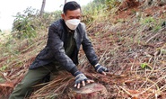 Nhức nhối tái diễn tình trạng phá rừng lấn chiếm đất ở Lâm Đồng