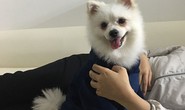 Có được phép nuôi chó, mèo ở chung cư?