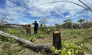 Khởi tố vụ án phá rừng lớn nhất ở Đắk Lắk