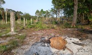 Kiểm điểm tập thể, cá nhân vụ phá rừng để nuôi gà, trồng thanh long trong rừng bảo tồn