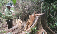Quảng Nam đưa ra 5 lý do khiến 2.850 ha rừng tự nhiên biến mất trong 1 năm