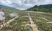 Dân Quảng Nam, Quảng Trị xót xa nhìn cảnh mưa lũ dị thường xóa đồng ruộng