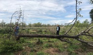 Đắk Lắk: Phát hiện vụ phá rừng trên diện tích gần 100 ha
