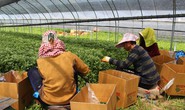 Tuyển lao động thời vụ ngành nông nghiệp làm việc tại Hàn Quốc