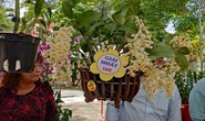Ngỡ ngàng với những chậu hoa lan ngày thường của nông dân TP HCM
