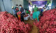 Hàng trăm thương lái Trung Quốc đã được cấp thị thực để đến Bắc Giang mua vải thiều