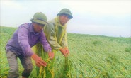 Mưa bất thường làm hư hại hơn 13.000 ha lúa