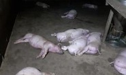 Sét đánh chết 12 con heo của một gia đình ở Hà Tĩnh