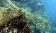 Bảo tồn biển vịnh Nha Trang: S.O.S! (*): Ai giết vùng lõi?