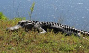 Mỹ: Bị cá sấu kéo xuống ao nhấn chết