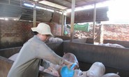 Vì sao giá heo hơi bất ngờ tăng nóng?
