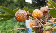 Vị ngọt bồ hòn cho người trồng