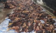 Sét đánh chết gần 6.000 con gà trong trang trại