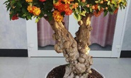Biến cây dại thành bonsai bạc triệu