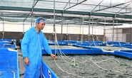 Thuận vợ thuận chồng nuôi thành công tảo xoắn