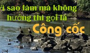 Công cốc