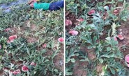 Cụ ông nằm khóc giữa vườn dưa bị phá nát: Công an vào cuộc điều tra