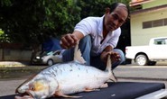 Campuchia phát hiện loài cá chép khổng lồ tưởng đã tuyệt chủng