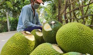 Giá mít Thái, dưa hấu, thanh long tăng vọt khi cửa khẩu phía Bắc hút hàng