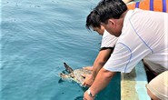 Khi người dân ý thức bảo tồn rùa biển