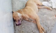 Vụ nữ chủ nhà bị chó Pitbull cắn tử vong: Tiêu hủy con chó phản chủ
