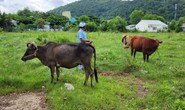 Bắt quả tang gã đàn ông chuyên đi trộm trâu, bò