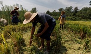 Nguồn cung gạo toàn cầu gặp thách thức