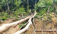 Phải cứu rừng đầu nguồn suối La La