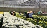 Không để hoa cắt cành dội chợ