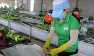 HAGL bị truy thu gần 1,1 tỉ đồng vì khai thuế sai