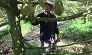 Nhà vườn sầu riêng ăn Tết rủng rỉnh nhờ thị trường Trung Quốc